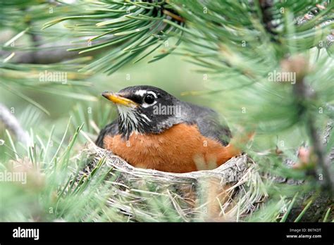 American Robin on Nest Stock Photo - Alamy