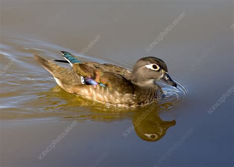 Wood duck hen - Stock Image - Z828/0354 - Science Photo Library