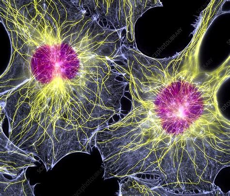 Fibroblast cells showing cytoskeleton - Stock Image - P780/0110 ...