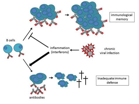 Inflammation Triggers Unsustainable Immune Response to Chronic Viral Infection | University of Basel