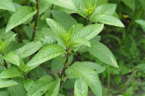 How to Grow and Care for Peppermint Plants | Gardener’s Path