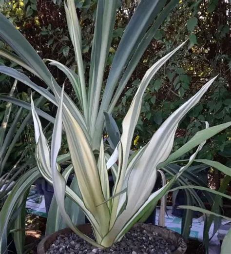 Furcraea Gigantea Variegata - Succulent Guide