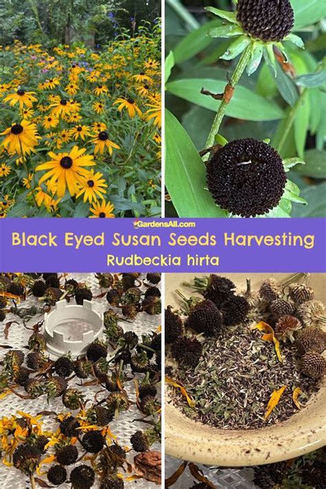 Black Eyed Susan Seed Harvesting, Germination & Planting - GardensAll