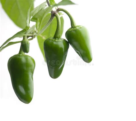 Chilli Plant stock photo. Image of fresh, nature, garden - 693784