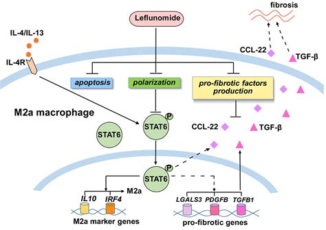 Treatment Efficacy Evaluation of Leflunomide by Regulating Macrophages in Takayasu Arteritis ...