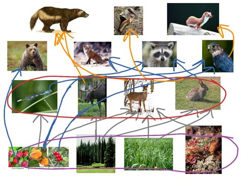 Taiga Food Chain by: Tiana Gomez | Science, Biology, Ecology | ShowMe