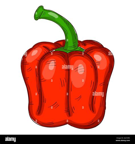 Realistic fresh red bell pepper on white background - Vector Stock ...