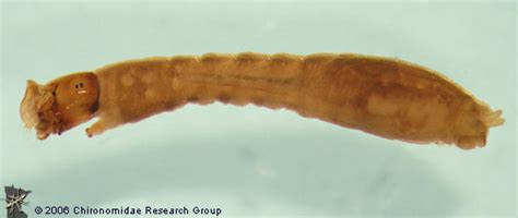 Family: Simuliidae | Chironomidae Research Group