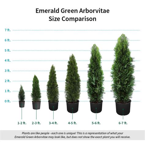 Emerald Green Arborvitae Size Chart | Portal.posgradount.edu.pe