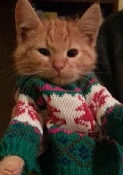 Top 10 cats wearing christmas jumpers – Artofit