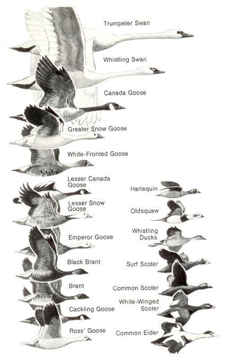 North American Duck Identification Chart