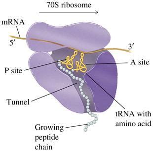 The nucleolus creates ribosomes. | Molecular biology, Peptides, Heart ...