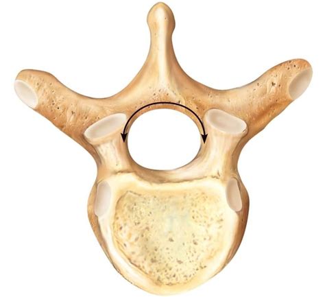 Cervical Vertebrae Anatomy Unlabeled