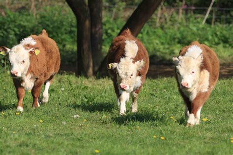 Miniature Herefords - Three little bulls out for an afternoon stroll Miniature Hereford ...