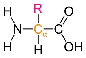 Chemical Makeup Of Protein - Mugeek Vidalondon