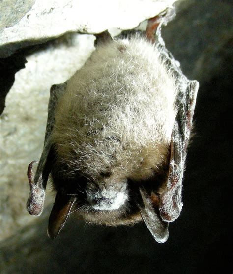 The Little Brown Bat Struggles to Survive | Mackinac State Historic Parks