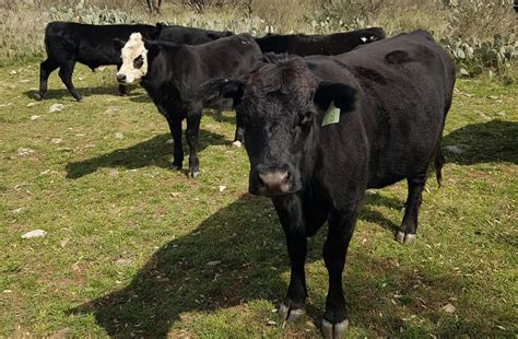 5 Tips to Prepare Bulls for Breeding Season - West Texas Livestock Growers