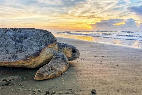 Sea turtles crawl to new nesting record on Georgia coast | AP News