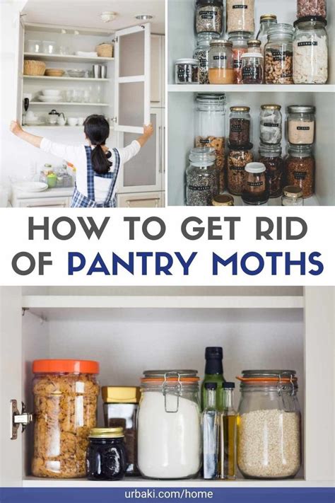 How to Get Rid of Pantry Moths | Pantry moths, Brown moth, Pantry bugs