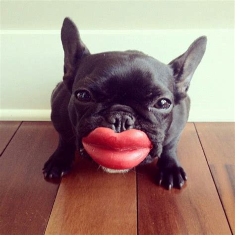 Big lips I Love Dogs, Puppy Love, Cute Dogs, Funny Dogs, Funny Animals ...