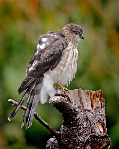 Sharp-shinned Hawk | Audubon Field Guide