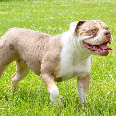 Old English Bulldog Puppies For Sale - Manmade Kennels XL Pit Bulls