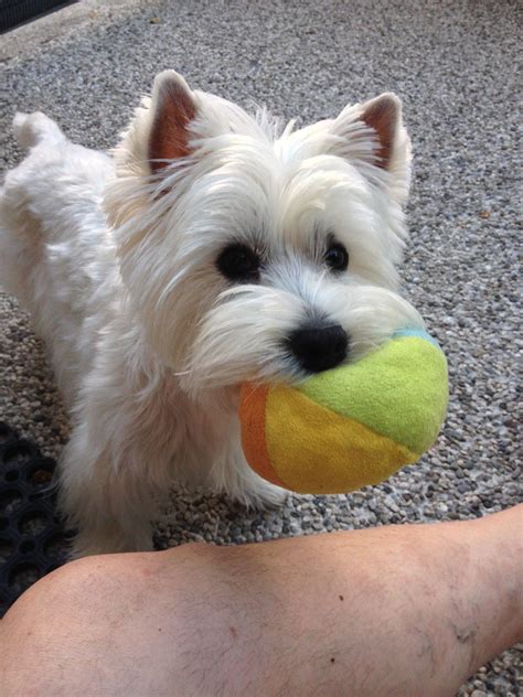 Mini.... #westie #puppy #westhighlandwhiteterrier Westies, Westie Puppies, Cute Puppies, Dogs ...