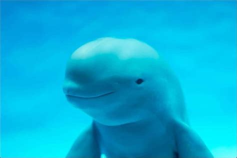 Harbor Porpoise Pictures - AZ Animals