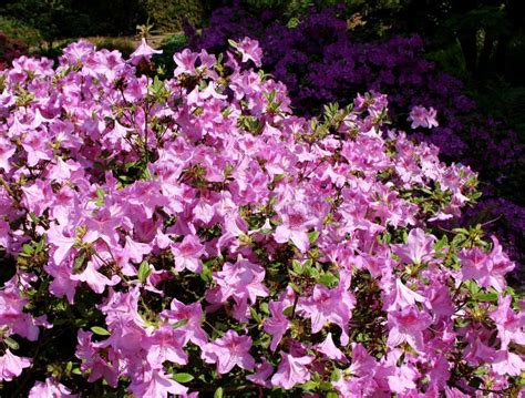 Closeup Blooming Rhododendron In The Spring Garden. Season Of Flowering ...