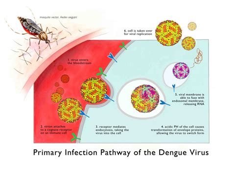 Stages Of Dengue