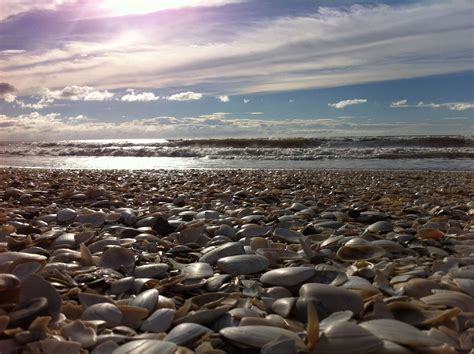 Paekakariki Beach, New Zealand adorned with shells after a storm | Natural landmarks, Favorite ...