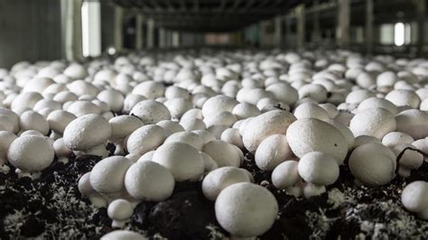 The Mushroom Capital Of The World Might Surprise You