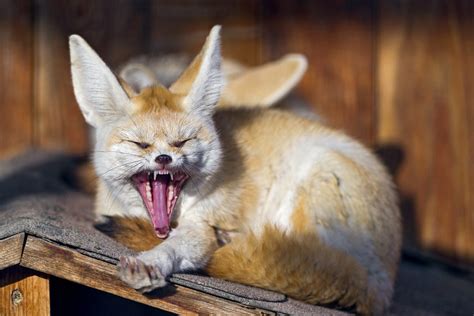 Yawning fennec | This is also cute: a fennec yawning while l… | Flickr