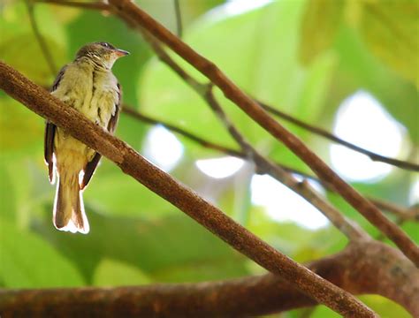 Our Story - Honeybird FARM