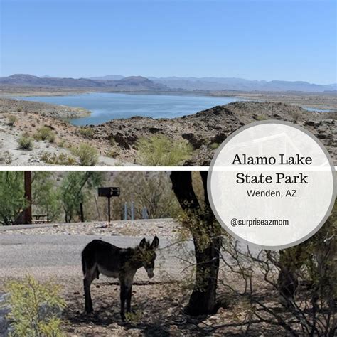 Alamo Lake State Park-Wenden, AZ - Surprise AZ Mom | State parks, Arizona travel, Lake