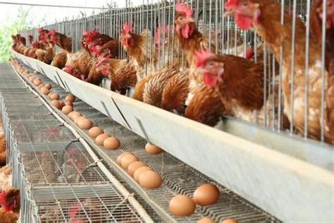 Layer poultry farming a profitable business – UpVey