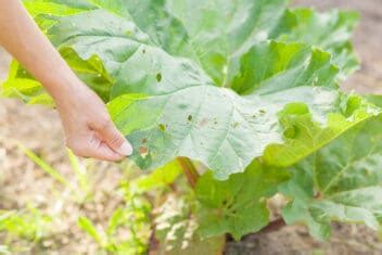 10 Rhubarb Plant Problems: Common Pests, Diseases, and Environmental Issues