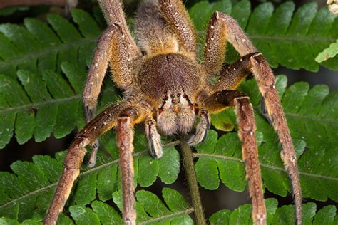 Brazilian Wandering Spiders: Bites & Other Facts | Live Science