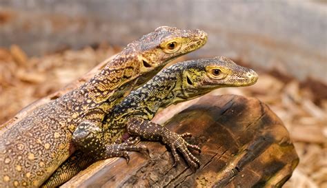 Komodo dragon with no male partner gives birth to 3 hatchlings | FOX 5 San Diego