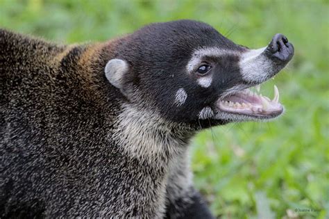 coati animal | Animals, Mammals, Cute animals