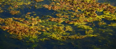 Eutrophication | Northwest Pacific Action Plan (NOWPAP)