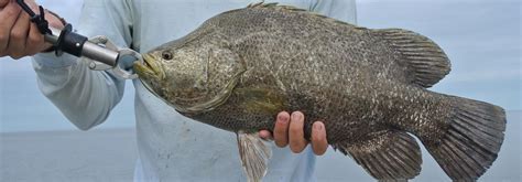 Tripletail Fishing Miami- Topwater Grouper