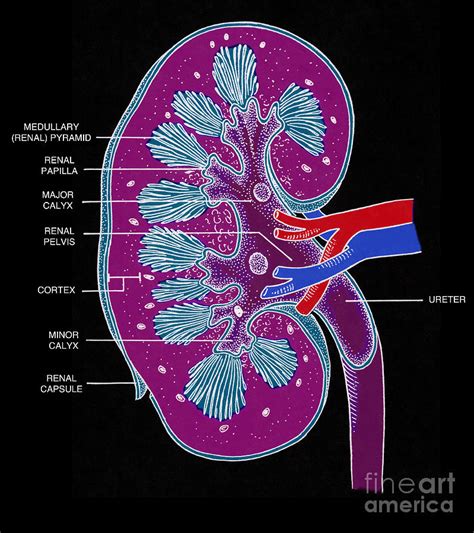 Kidney Cross Section Labeled