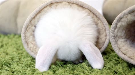 Adorable Fluffy Baby Bunnies