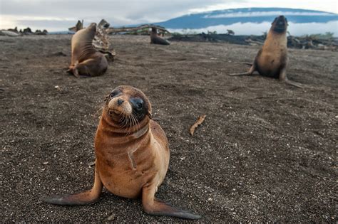 Galápagos Sea Lion Sons Are Mama's Boys