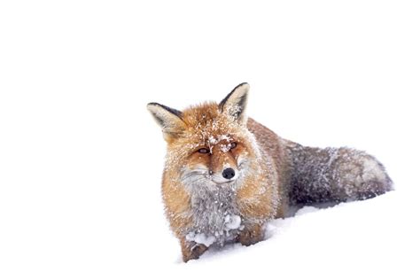 Fox in the snow | Smithsonian Photo Contest | Smithsonian Magazine