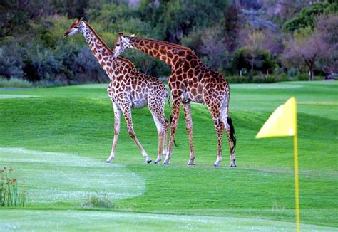 Leopard Creek Country Club - Eagle Golf Tours