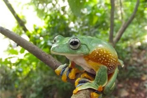 Biodiversitas Indonesia Bangun Kawasan Konservasi Katak | Republika Online