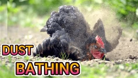 Chicken Dust Bathing: The Ultimate Spa Treatment| Why Do Chickens Dust ...