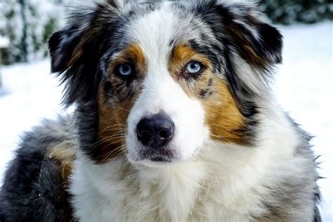 Black Australian Shepherd: The Complete Breed Guide